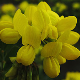 Glaucous Scorpion-Vetch